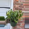 plant/Variegated Shangrila pothos-1-thumbnail