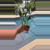 plant/Shangri La Epipremnum Pothos-3-thumbnail