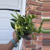plant/Variegated Shangrila pothos-0-thumbnail