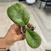 plant/Hoya Patcharawalai Seedling by ICE-0-thumbnail