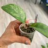 plant/Hoya Patcharawalai Seedling by ICE-1-thumbnail