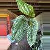 plant/6” Radican x Luxuriant-0-thumbnail
