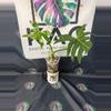 plant/Philodendron Radiatum Low Variegation-0-thumbnail
