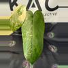 plant/Syngonium Chiapense Variegated-1-thumbnail