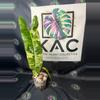 plant/Philodendron Billietiae Variegated 4.5”-0-thumbnail