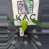 plant/Philodendron Whipple Way GoG 4”-0-thumbnail