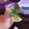 plant/Scindapsus Jade Satin Aurea!-0-thumbnail