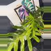 plant/Philodendron Radiatum Variegated 5”-0-thumbnail