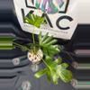 plant/Philodendron Sellum Variegated 5”-2-thumbnail