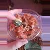 plant/Scindapsus Mayari!-0-thumbnail