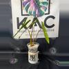 plant/Philodendron Billietiae Variegated (3 leaves) 5.5”-2-thumbnail