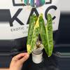 plant/Philodendron Billietiae Variegated (3 leaves) 5.5”-0-thumbnail