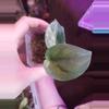 plant/Scindapsus Jade Satin Aurea!-0-thumbnail