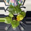 plant/Philodendron White Knight Galaxy-0-thumbnail