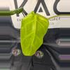plant/Philodendron Whipple Way GoG 4”-1-thumbnail
