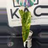 plant/Philodendron Billietiae Variegated (3 leaves) 5.5”-1-thumbnail