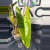 plant/Philodendron Billietiae Variegated (4 leaves) 6”-3-thumbnail