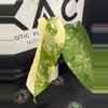 plant/Syngonium Chiapense Variegated-2-thumbnail