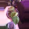 plant/Philodendron Hederaceum variegated aka heart leaf!-0-thumbnail