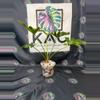 plant/Philodendron Sellum Variegated 5”-1-thumbnail