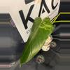 plant/Philodendron Whipple Way GoG 4”-2-thumbnail