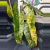 plant/Philodendron Billietiae Variegated (4 leaves) 6”-0-thumbnail