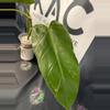plant/Philodendron Whipple Way GoG 4”-3-thumbnail