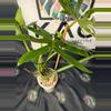 plant/Philodendron Radiatum Variegated 5”-2-thumbnail
