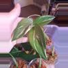 plant/Scindapsus Moonlight Albo!-0-thumbnail