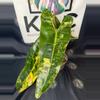 plant/Philodendron Billietiae Variegated (4 leaves) 6”-2-thumbnail