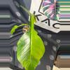 plant/Philodendron Joepii GoG (Green on Green)-2-thumbnail