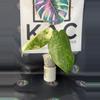 plant/Syngonium Chiapense Variegated-0-thumbnail