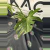 plant/Philodendron Radiatum Low Variegation-1-thumbnail