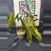 plant/Philodendron Billietiae Variegated (4 leaves) 6”-1-thumbnail