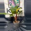 plant/Philodendron White Knight Galaxy-2-thumbnail