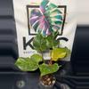 plant/Philodendron White Knight Galaxy-1-thumbnail