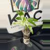 plant/Philodendron Radiatum Low Variegation-2-thumbnail