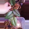 plant/Scindapsus Rubicon "revert!" Does throw variegated leaves.-0-thumbnail