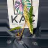plant/Philodendron Billietiae Variegated 4.5”-0-thumbnail
