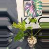 plant/Philodendron Sellum Variegated 5”-0-thumbnail