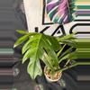 plant/Philodendron Radiatum Variegated 5”-3-thumbnail