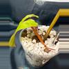 plant/Philodendron Billietiae Variegated 4.5”-2-thumbnail