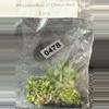 plant/0478 Philo El Choco Red TC-0-thumbnail