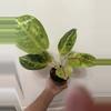 plant/A19 Aglaonema Golden Florite-1-thumbnail