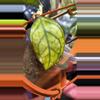 plant/Large mature black vein Larissa rooted cutting-1-thumbnail