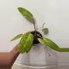 plant/A17 Philodendron Painted Lady-1-thumbnail