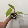 plant/A17 Philodendron Painted Lady-0-thumbnail