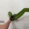 plant/A15 philodendron billie-1-thumbnail
