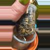 plant/Large mature black vein Larissa rooted cutting-6-thumbnail