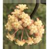plant/Large mature black vein Larissa rooted cutting-0-thumbnail